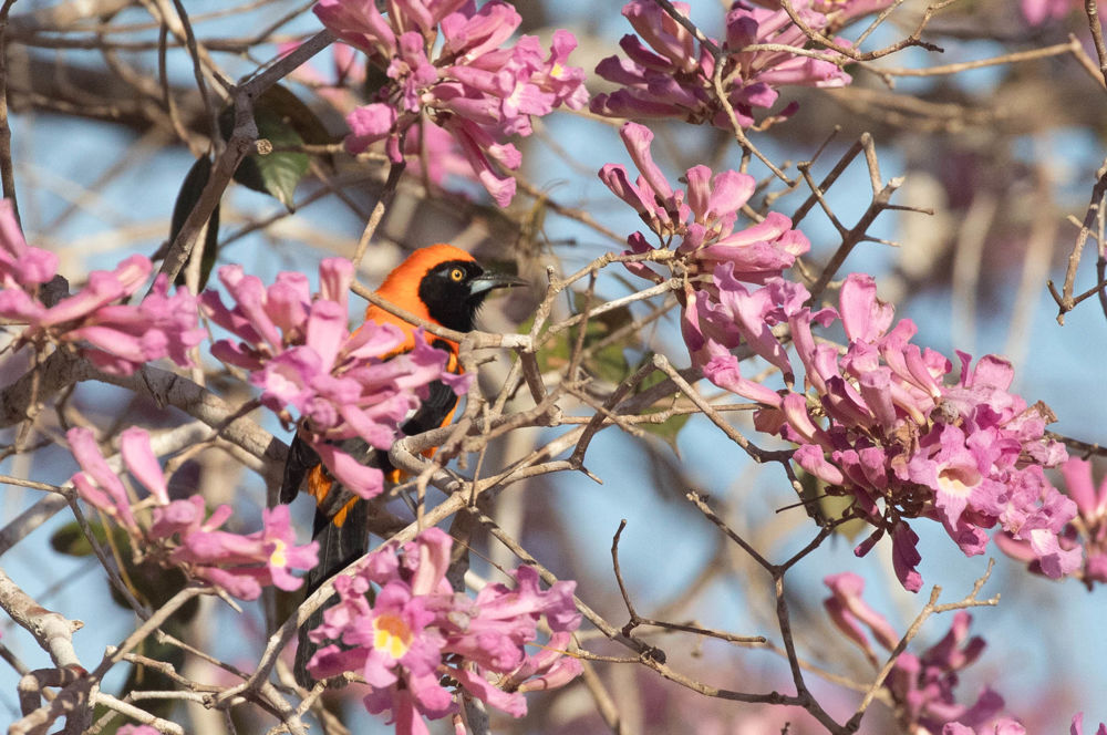 Orange-backed Troupial